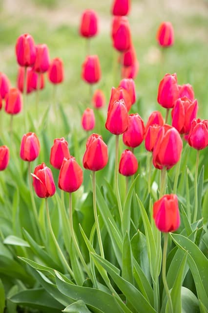 חול המועד פסח - מה זה?